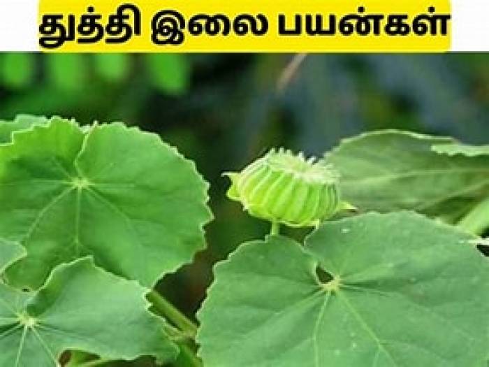 மூலநோயை குணப்படுத்தும் துத்தி இலை.