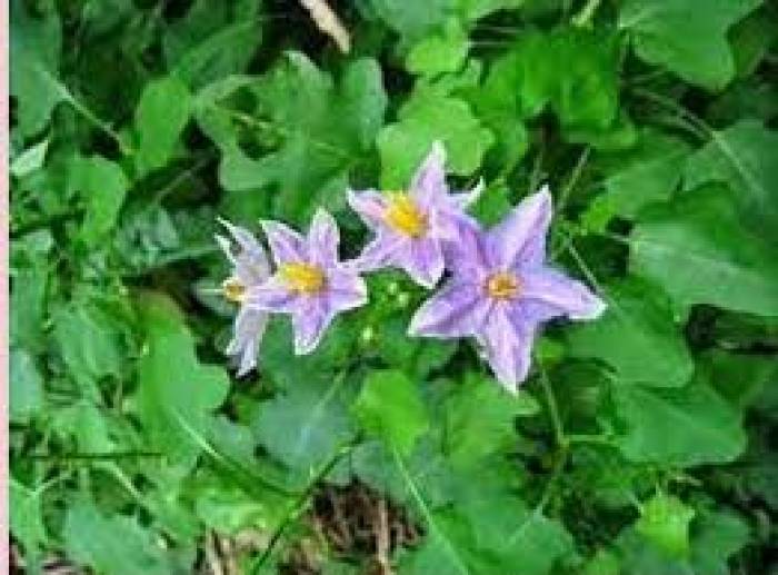 கண் குறைபாடுகள் நீங்க தூதுவளை.