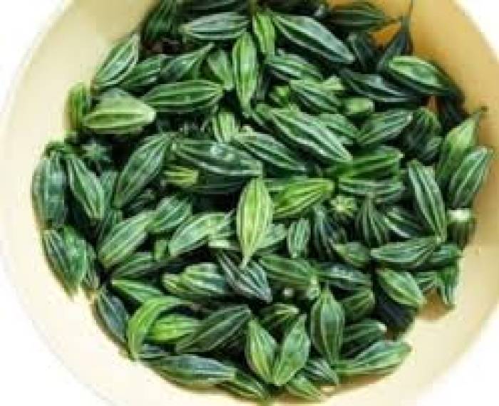 குடற்புழு பிரச்சினை உள்ளவர்களுக்கு சிறந்த மருந்து அதலைக்காய்..