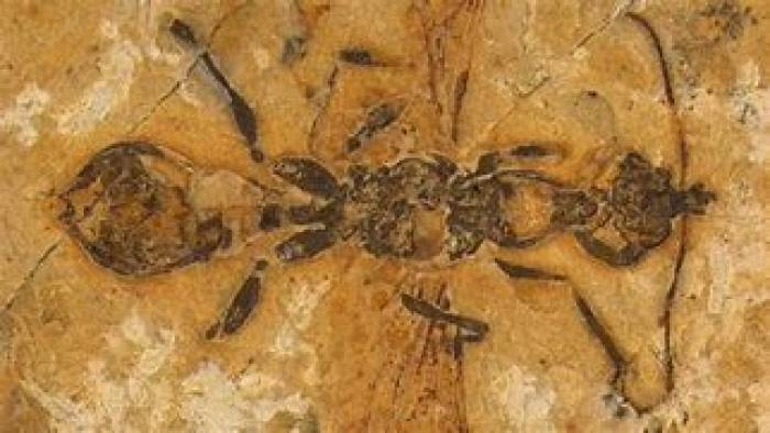 வல் கானிட்ரிஸ் க்ராடென்சிஸ் (Vulcanidris cratensis)  எறும்பின் தொல்லெச்சம்