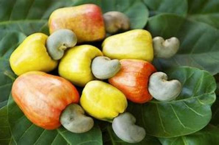 முந்திரி பழம் .