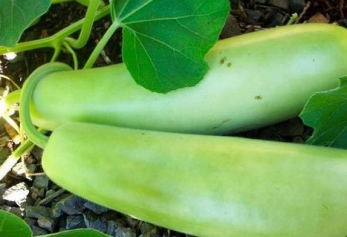உடல் எடை குறைய சுரைக்காய்