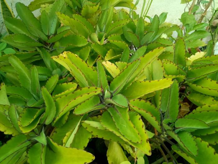 சிறுநீரக கற்களை வெளியேற்றும் ரணகள்ளி