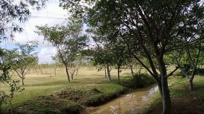 மண்ணுக்கு ஏற்ற மரங்கள்.