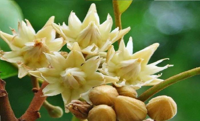 கோடைகாலத்தில் சருமத்தை பாதுகாப்பதில் மகிழம்பூ