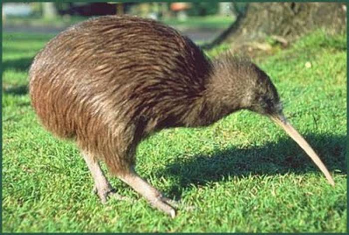 கிவி பறவைகளுக்கு இறக்கை இல்லை