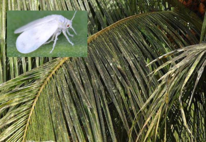 தென்னை விவசாயிகள் சுருள் வெள்ளை ஈக்கள் பிரச்னையால் பாதிக்கப் பட்டு வருவது அதிகரித்து உள்ளது.