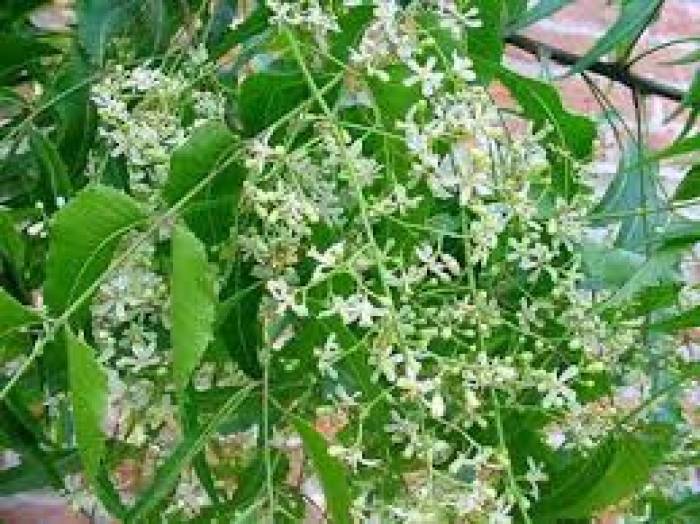 மருத்துவ நன்மைகள் கொண்ட வேப்பம் பூ