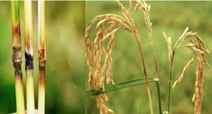 நெற்பயிரை தாக்கும் நெல் குலை  நோய்களை கட் டுப்படுத்த…..