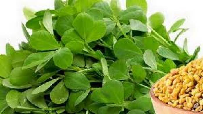 உடல் சூட்டை குறைத்து, குளிர்ச்சியை கொடுக்கும் வெந்தயக் கீரை.