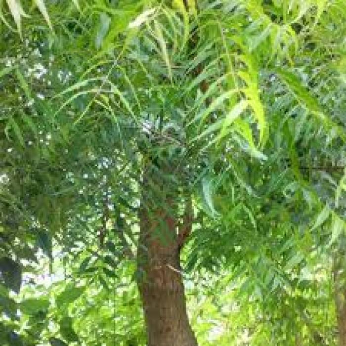 வீடுகளில் இருக்க வேண்டியமரங்கள்.