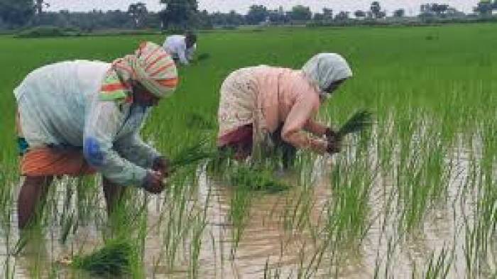 ராஜபாளையம் பகுதியில் கடந்த மாதம் பெய்த தொடர்மழையின் காரணமாக விவசாயிகள், விவசாய பணிகளில் தீவிரம் காட்டி வருகின்றனர்.