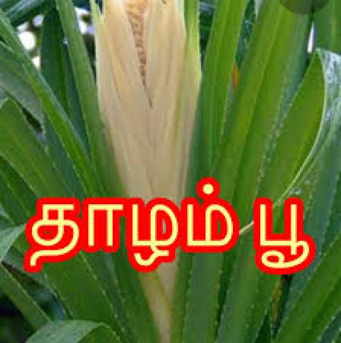 நோய்களை குணப்படுத்தும் பூக்கள்.