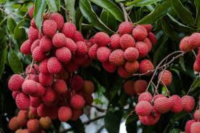 லிச்சி பழத்தில் ஊட்டச்சத்துக்கள் அதிகம் உள்ளது.