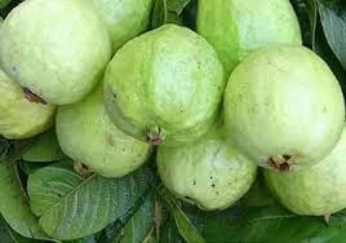 ஆரோக்கியமாக இருக்க வீட்டு மருத்துவம்.