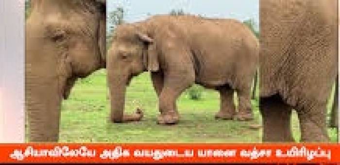 ஆசியாவின் வயதான பெண் யானை 