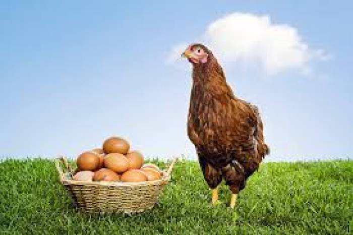 8 ரூபாயாக உயர்ந்த முட்டை விலை.