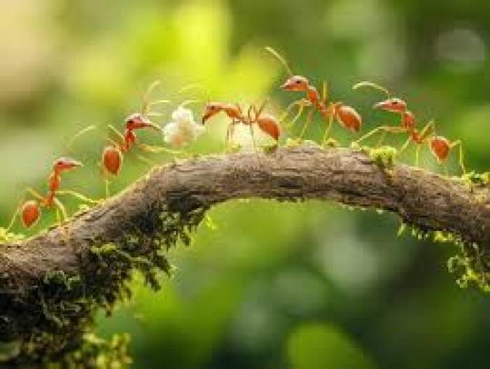 எறும்புகளால் குழப்பமடையாமல் பலவித வாசனைகளை பிரித்து உணர முடியும்.