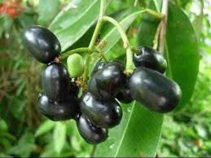  மருத்துவ குணங்களை கொண்ட நாவல் மரம் 