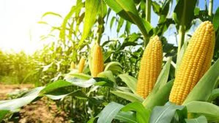 மக்காச்சோளம் வெளி மாநிலங்களிலிருந்து வருவதால் உள்ளூரில் விலை இல்லை .விவசாயிகள் கவலை ?