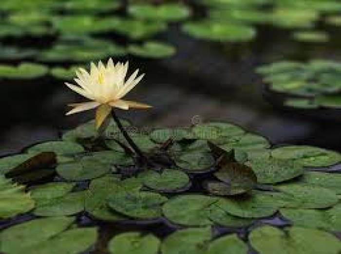 வண்ண நிலா விண்ணிலே, மலர்ந்திடுவாள் மண்ணிலே.