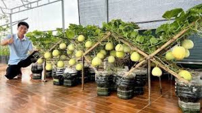 மாடித்தோட்டத்தில் தர்பூசணி பயிரிடும் முறை.