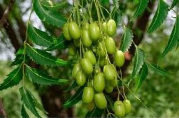 கத்தி போல் இலை இருக்கும், கவரிமான் பூ பூக்கும், தின்ன பழம் கொடுக்கும், தின்னாத காய் கொடுக்கும்.