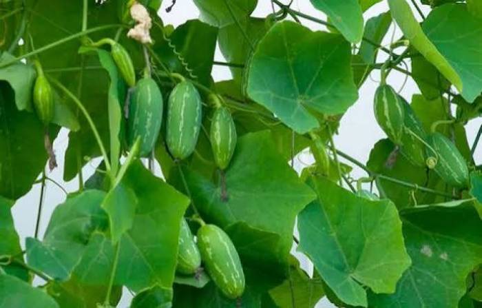 பல நோய்களுக்கு இயற்கை தீர்வு தரும் கோவை இலை!