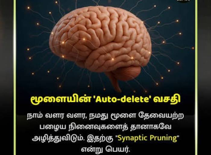 மூளையின் ‘ஆட்டோ-டெலீட்’ வசதி.