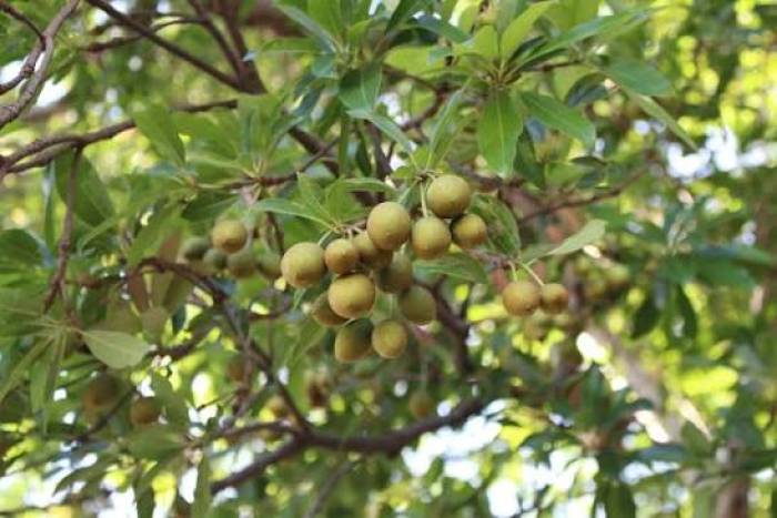 தமிழகத்தின் மழை பாதுகாப்பில் இலுப்பை மரத்தின் பங்கு என்ன?