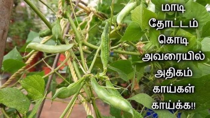 மாடித்தோட்டத்தில் அவரைக்காய் பயிரிடும் முறை.